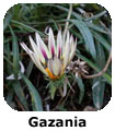 Gazania